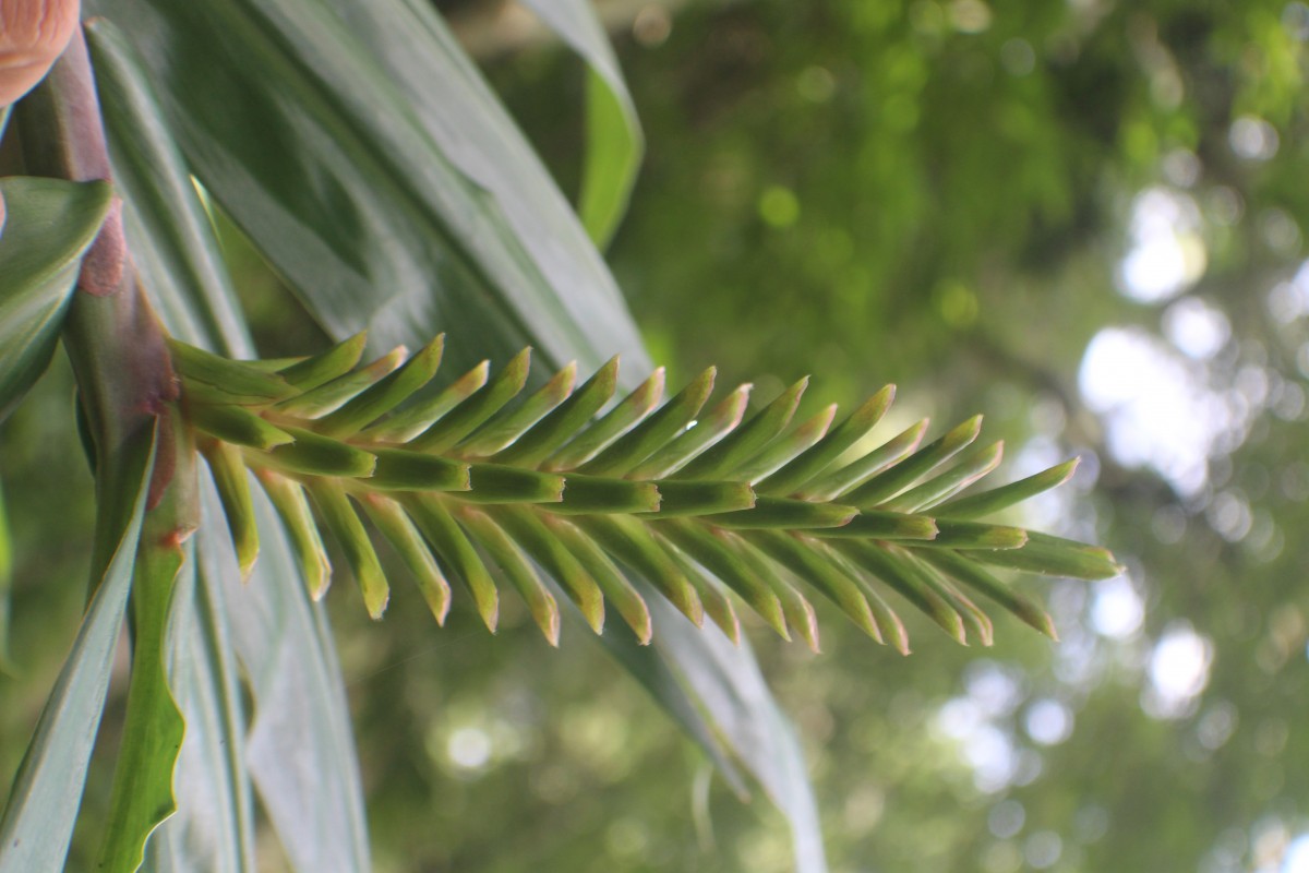 Hedychium coccineum Buch.-Ham. ex Sm.